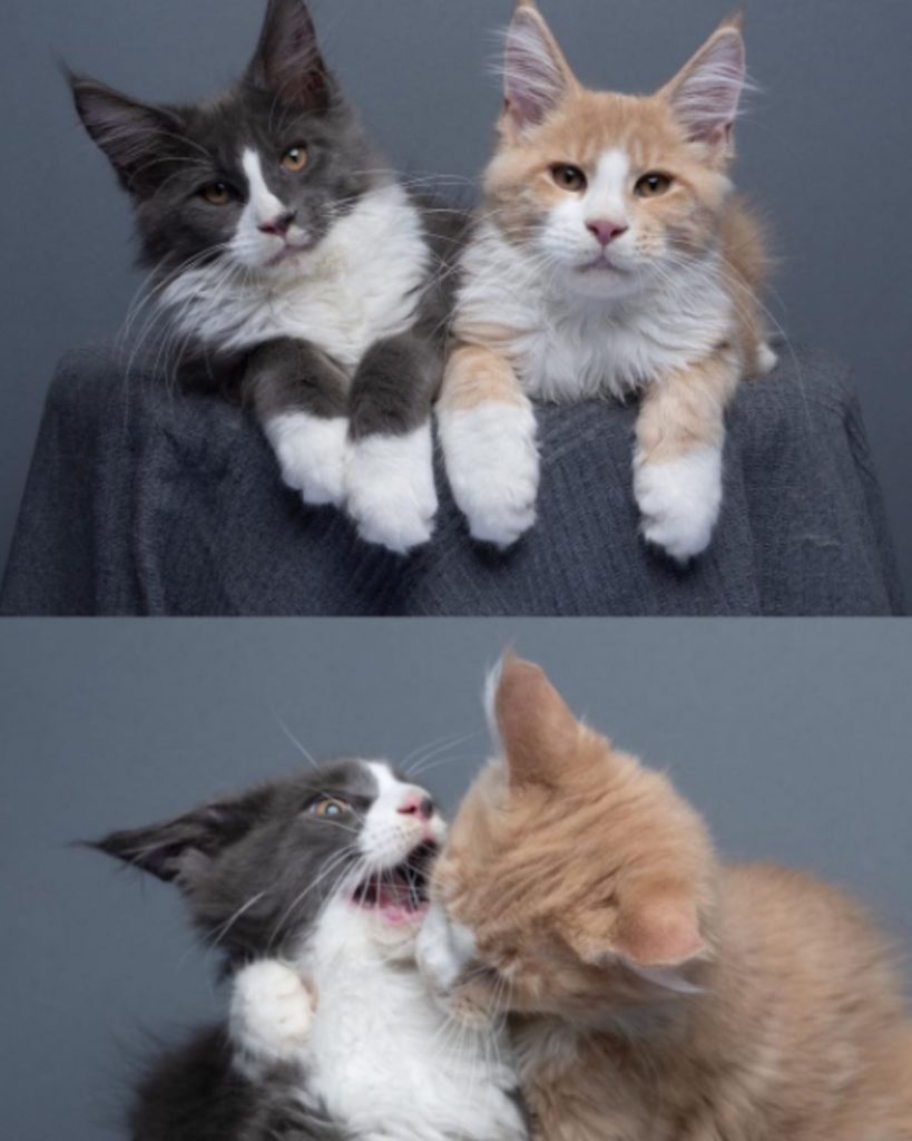 portrait of two playful Maine Coon cats