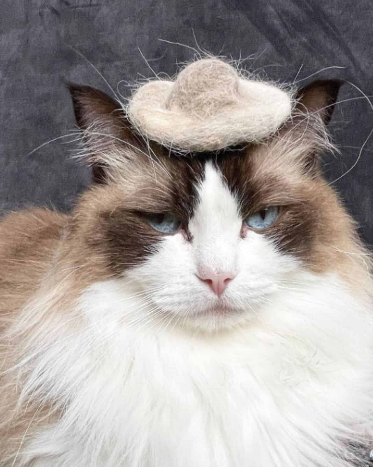 ragdoll cat with sombrero