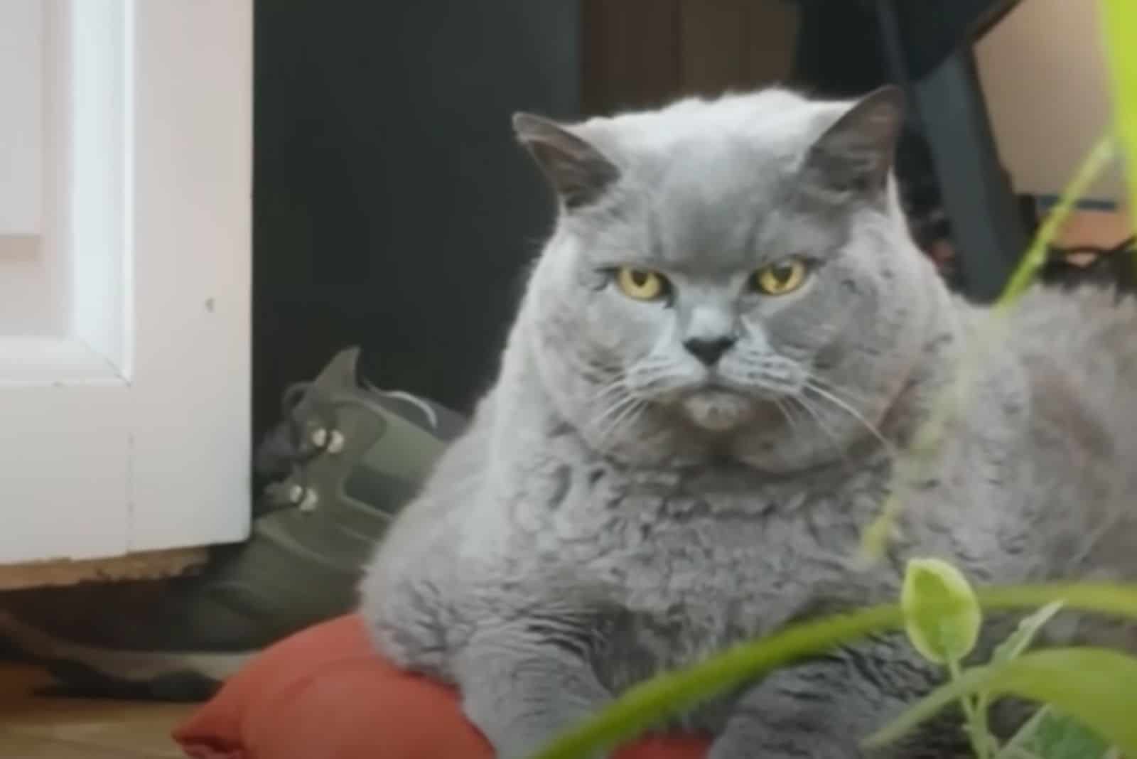 senior overweight cat