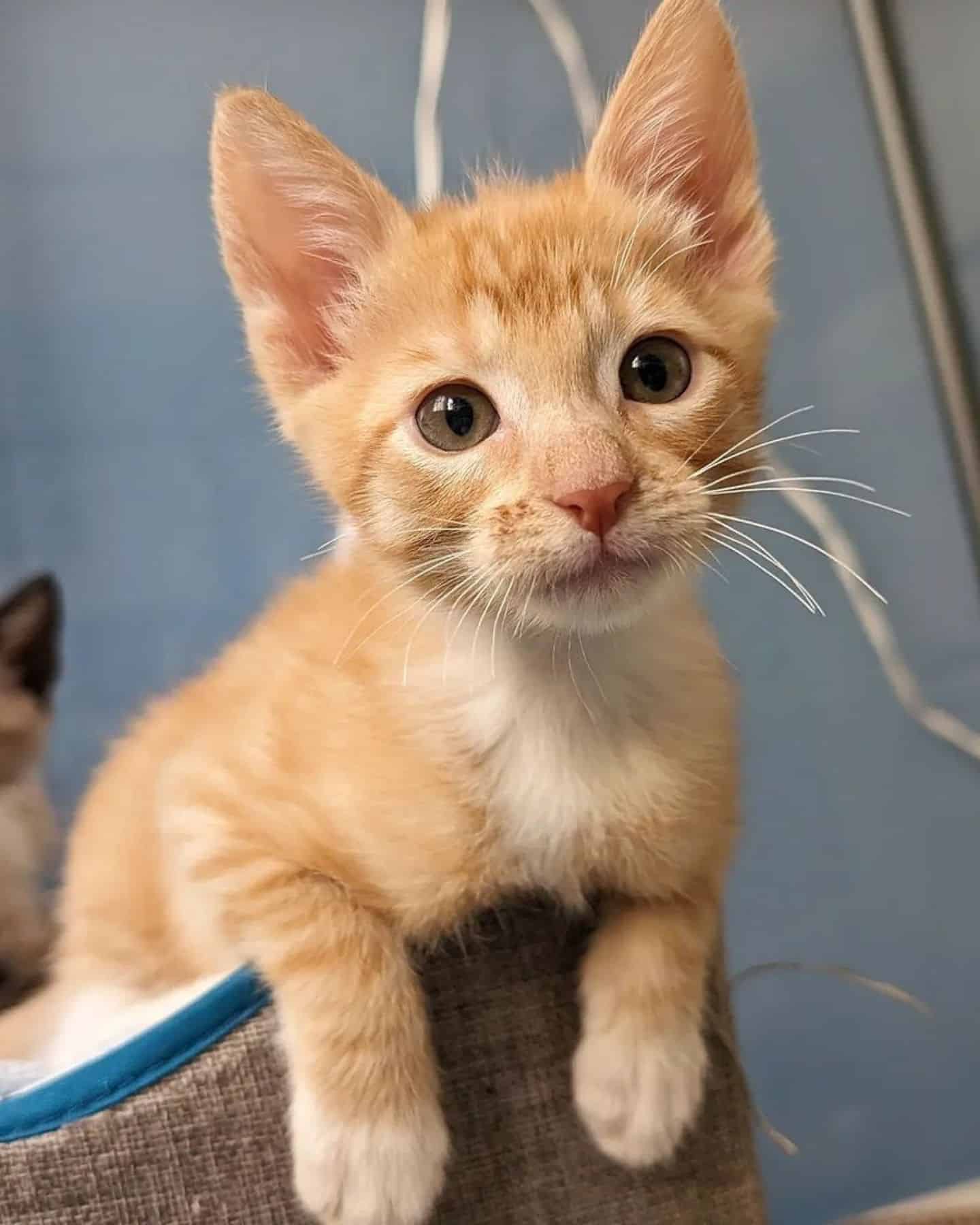 sweet yellow kitten with middle eyes