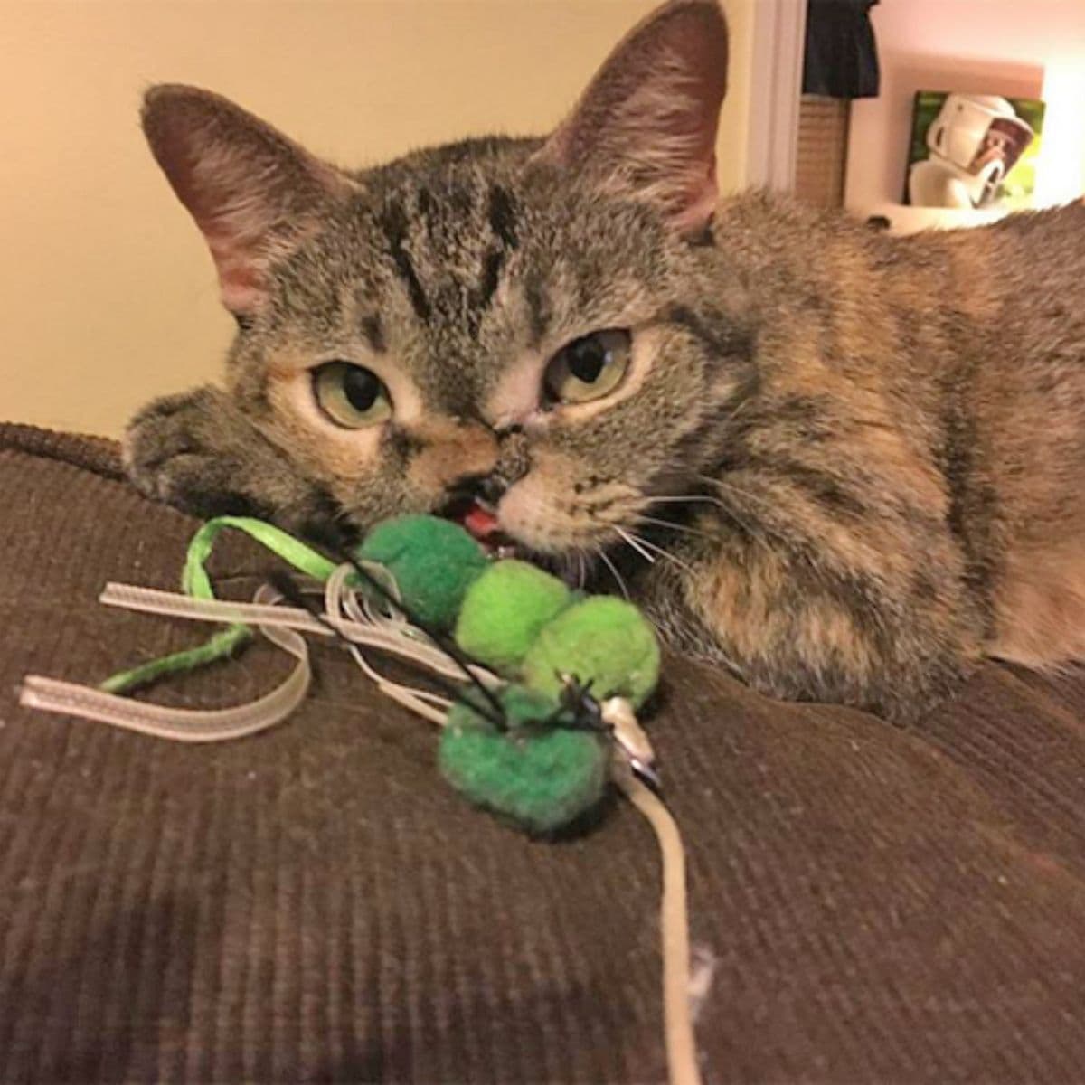 tabby cat lying with a toy