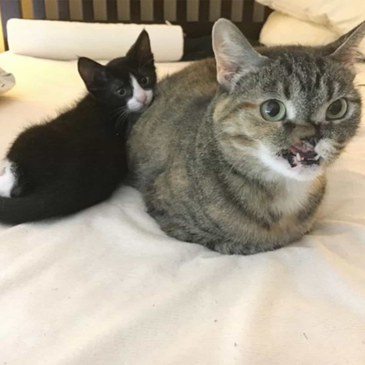 tabby cat shot in the face lying next to kitten