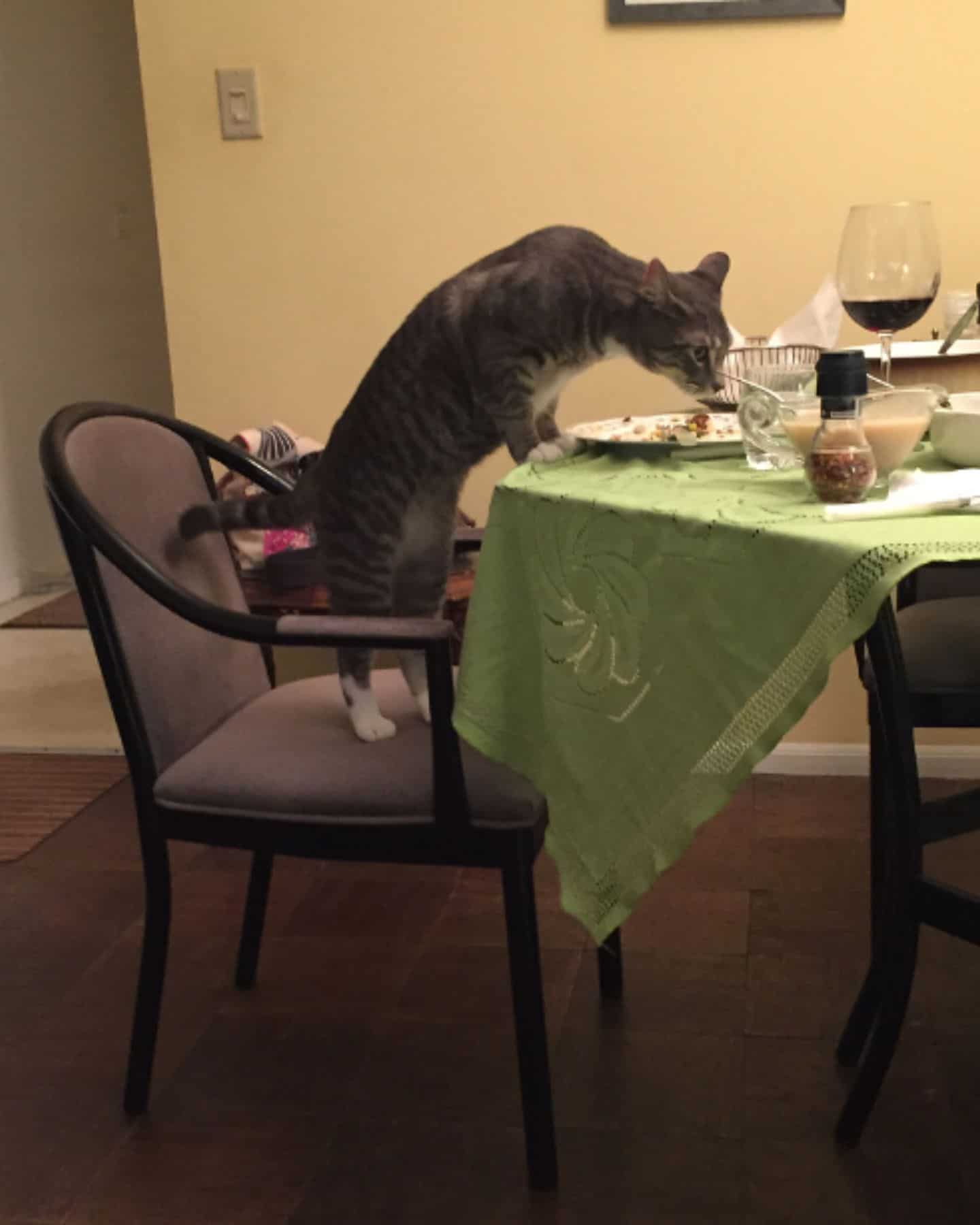 the cat from the chair eats food from the table