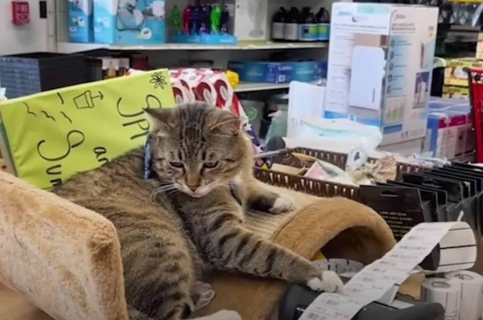 the cat is lying on the armchair in the store