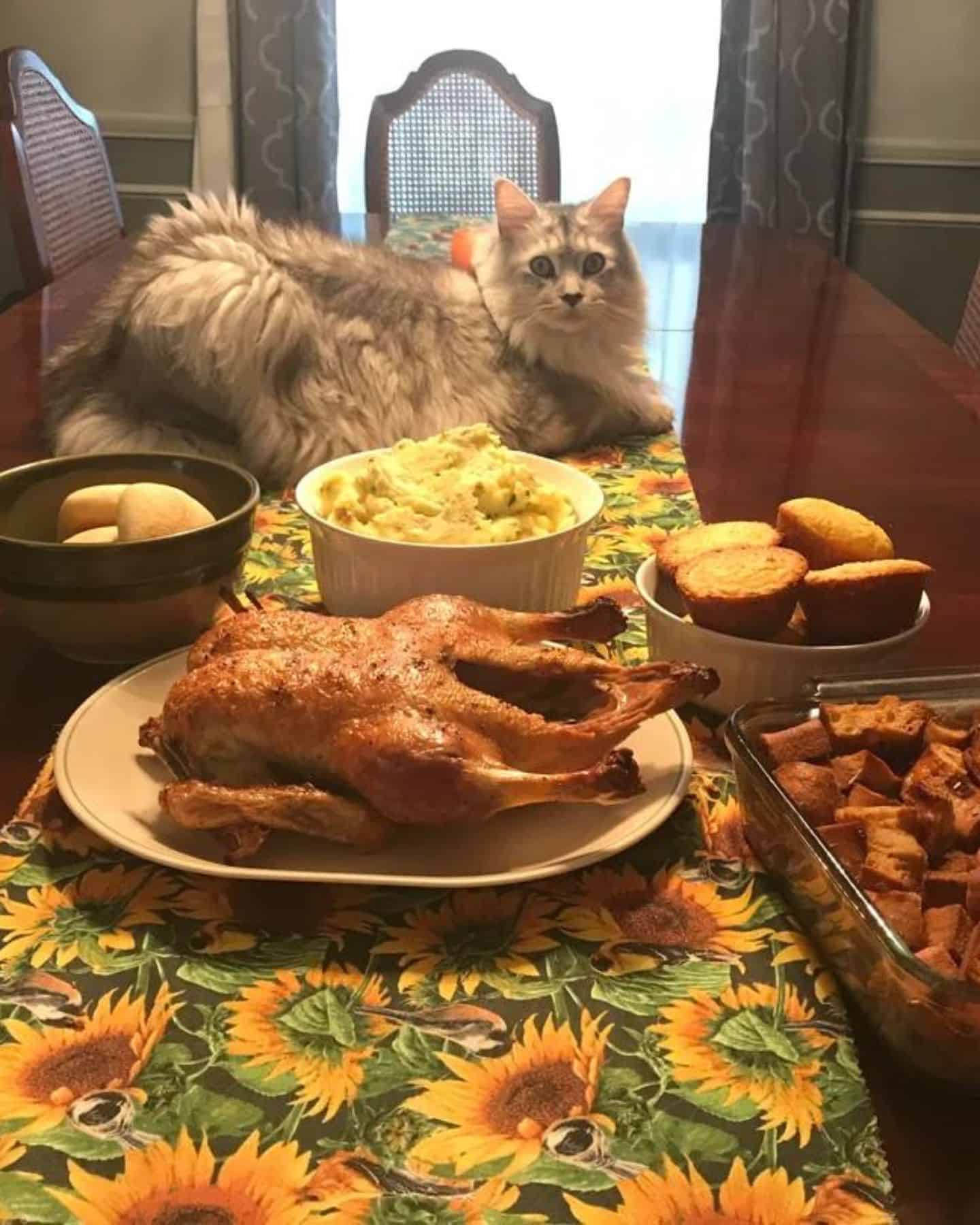 the cat is lying on the table where the food is served