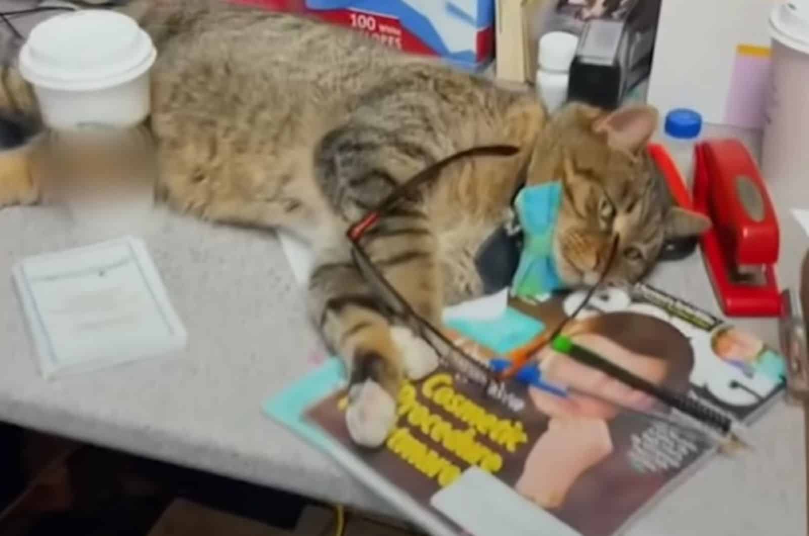 the cat is lying on the table