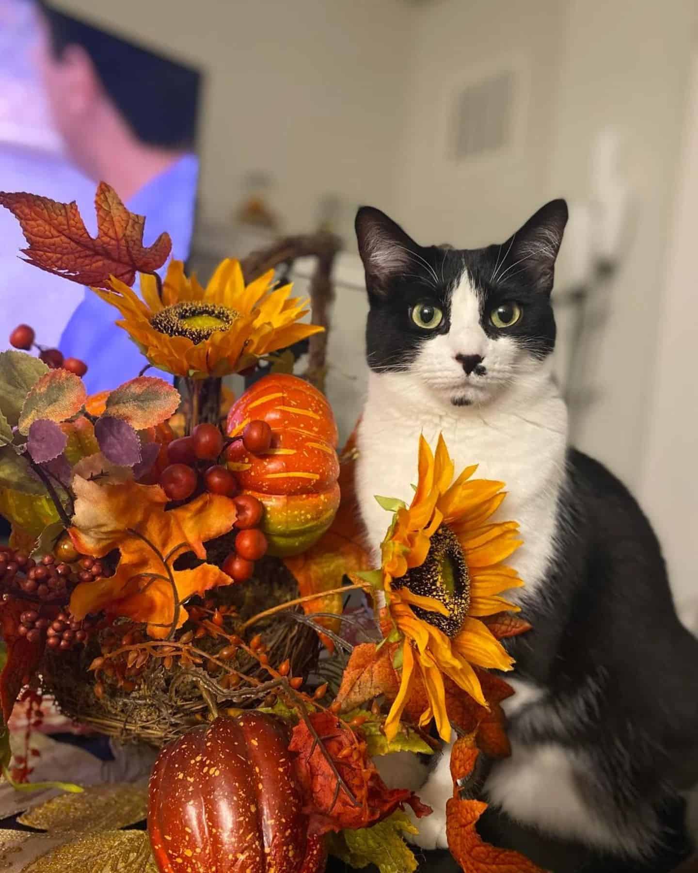 the cat is posing next to the flowers