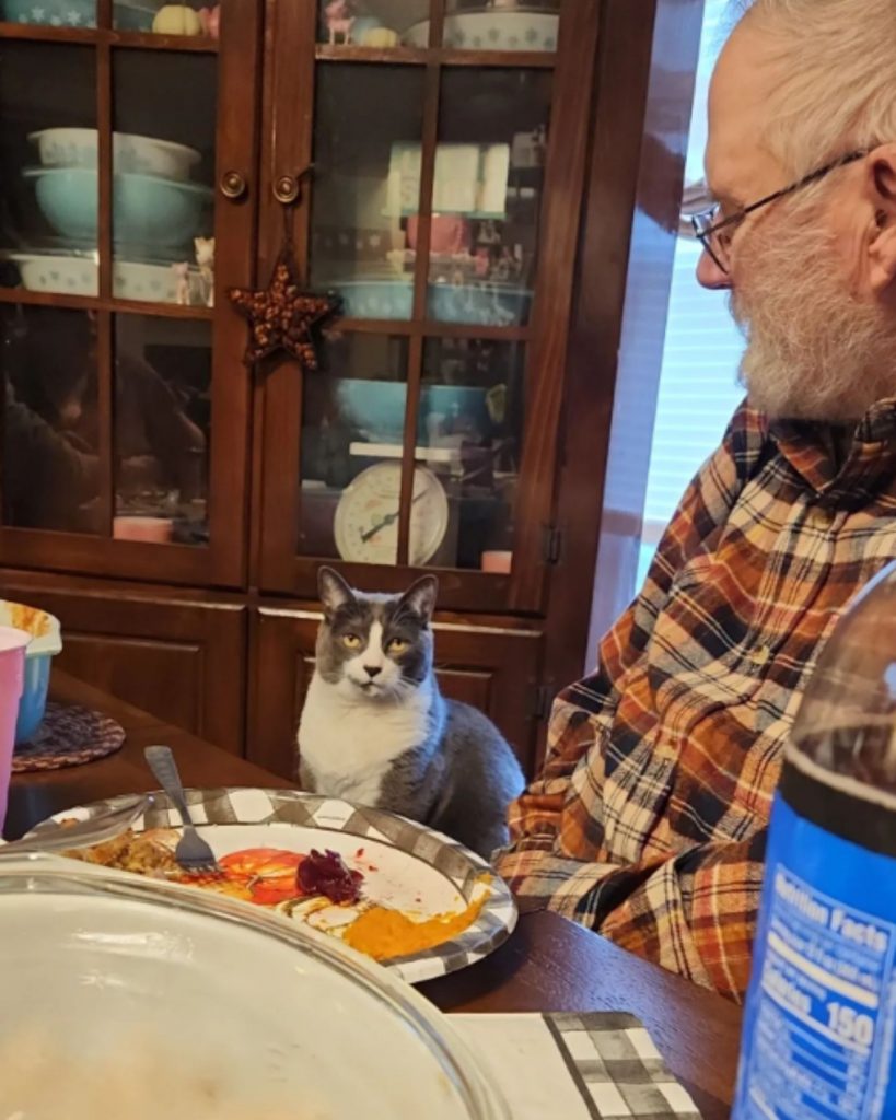 the cat is sitting at the table with its owner