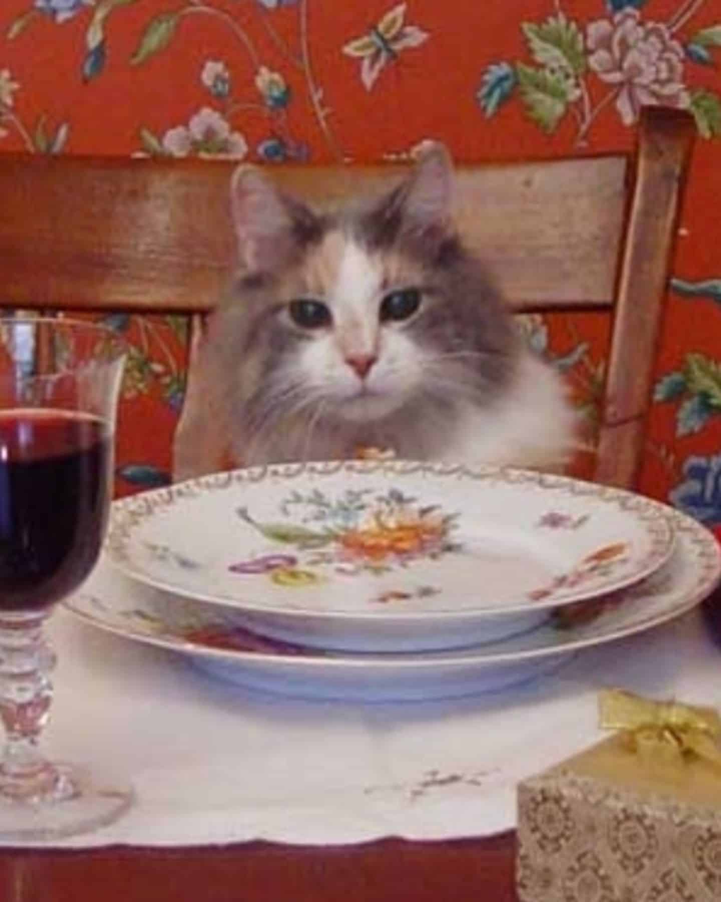 the cat is sitting at the table