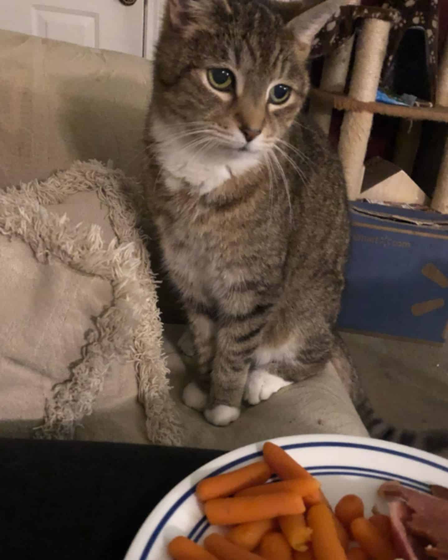 the cat is sitting on the bed next to a plate of hot dogs