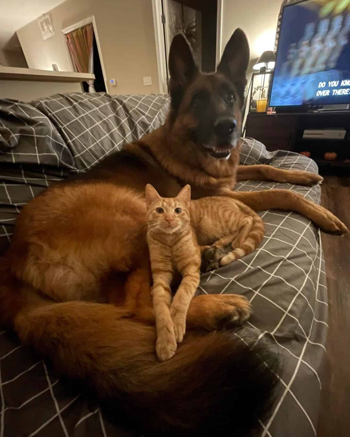 the cat lies next to the German shepherd on the bed