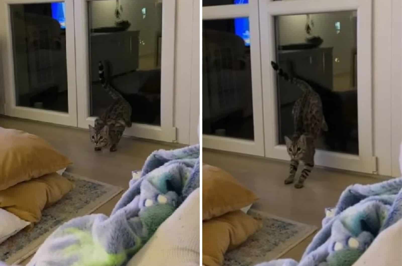 the cat pushes away from the window to run faster