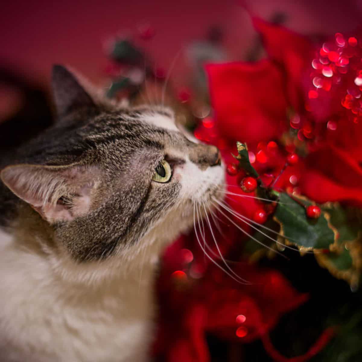 the cat sniffs the red berries