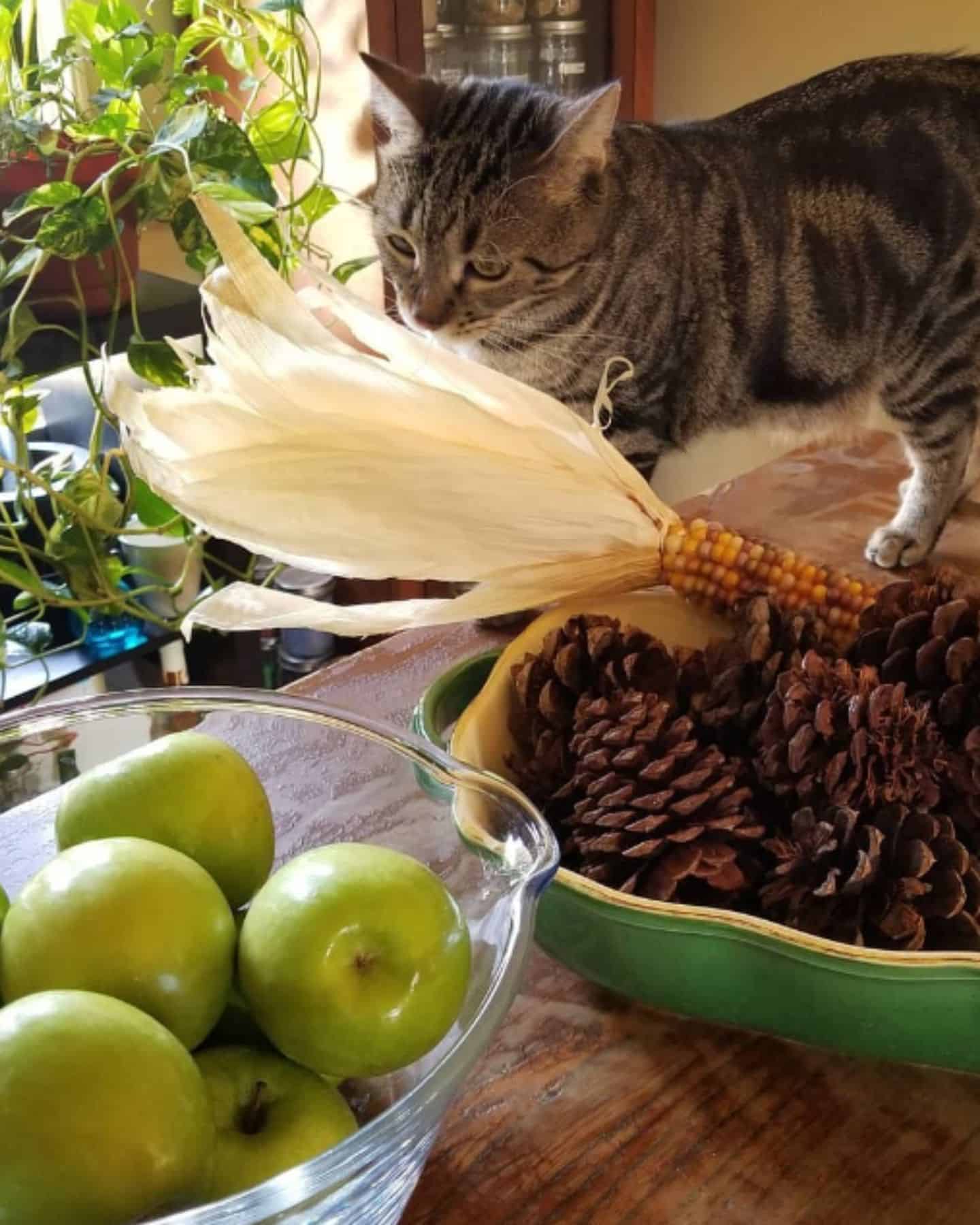 the cat sniffs the table