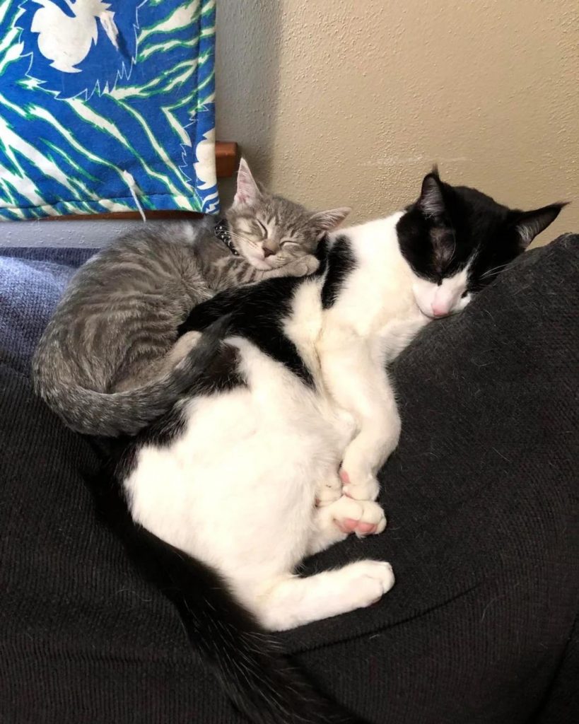 the kitten sleeps leaning on the mother kitten on the pillow