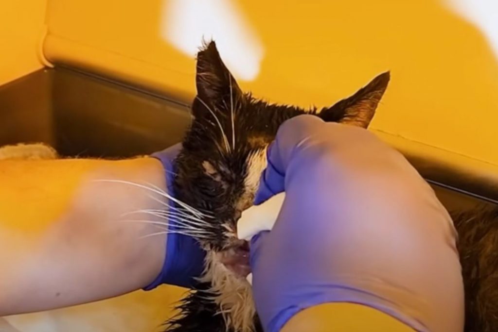 the vet cleans the cat
