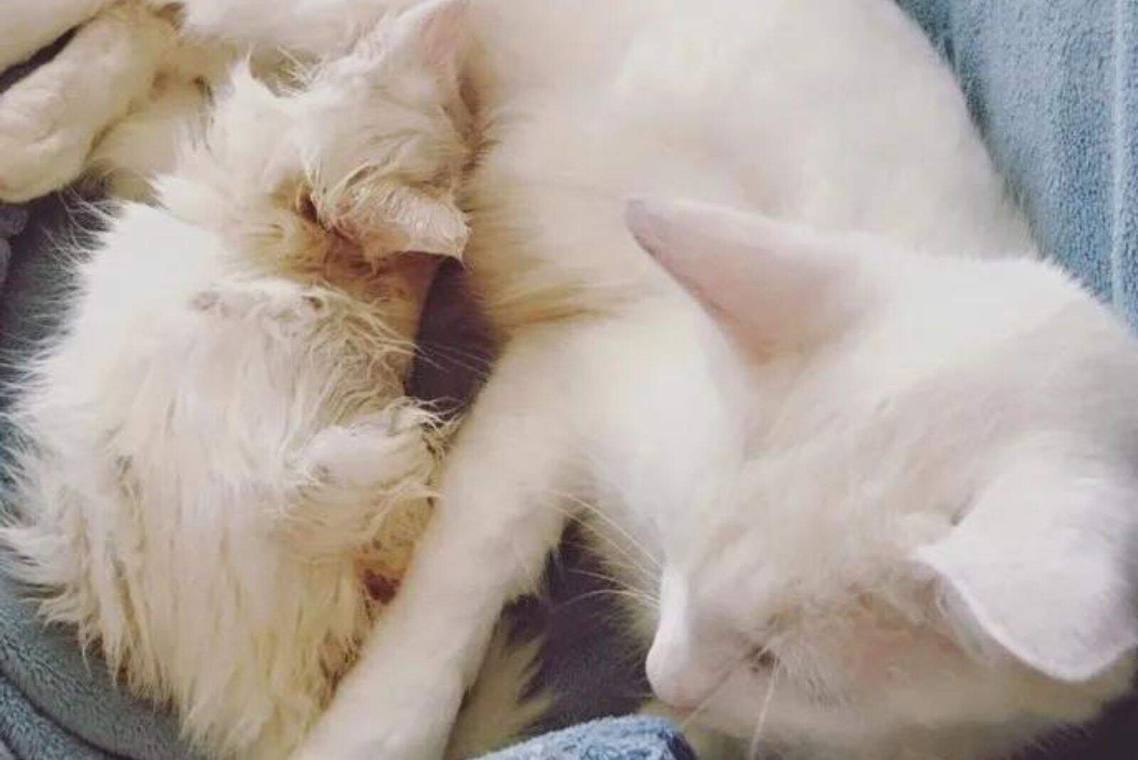 the white kitten breastfeeds the cat