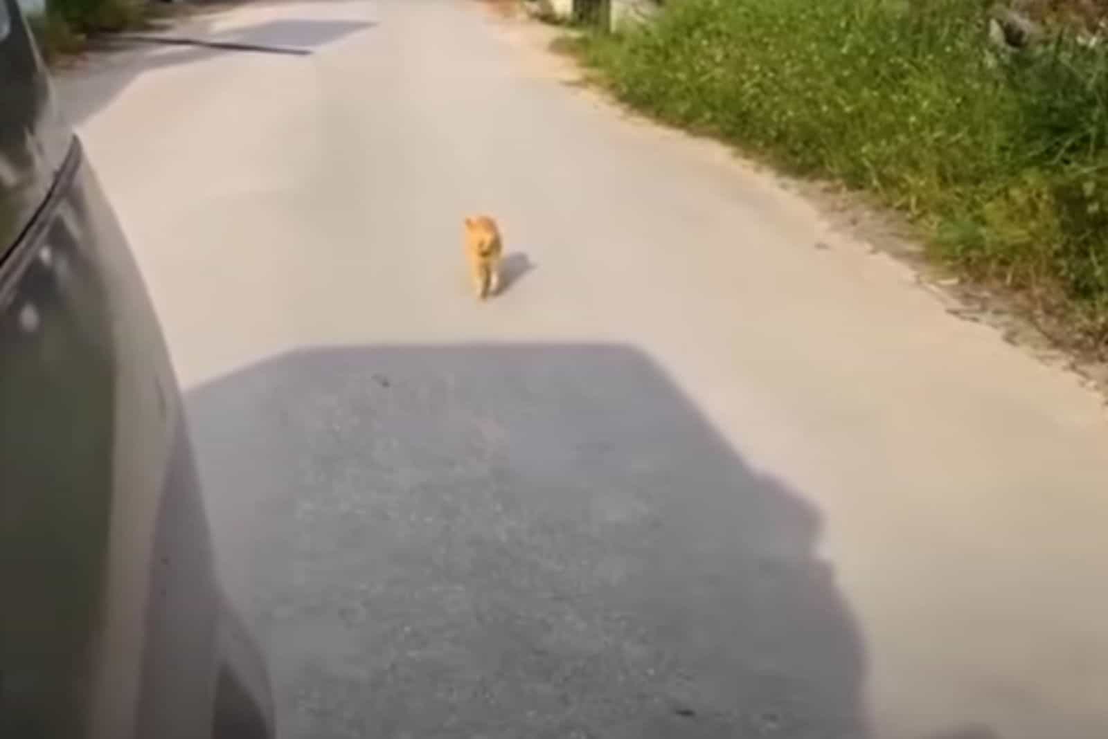 the yellow cat is walking down the street following the car