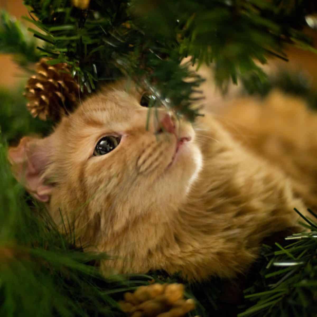 the yellow cat sniffs the Christmas tree
