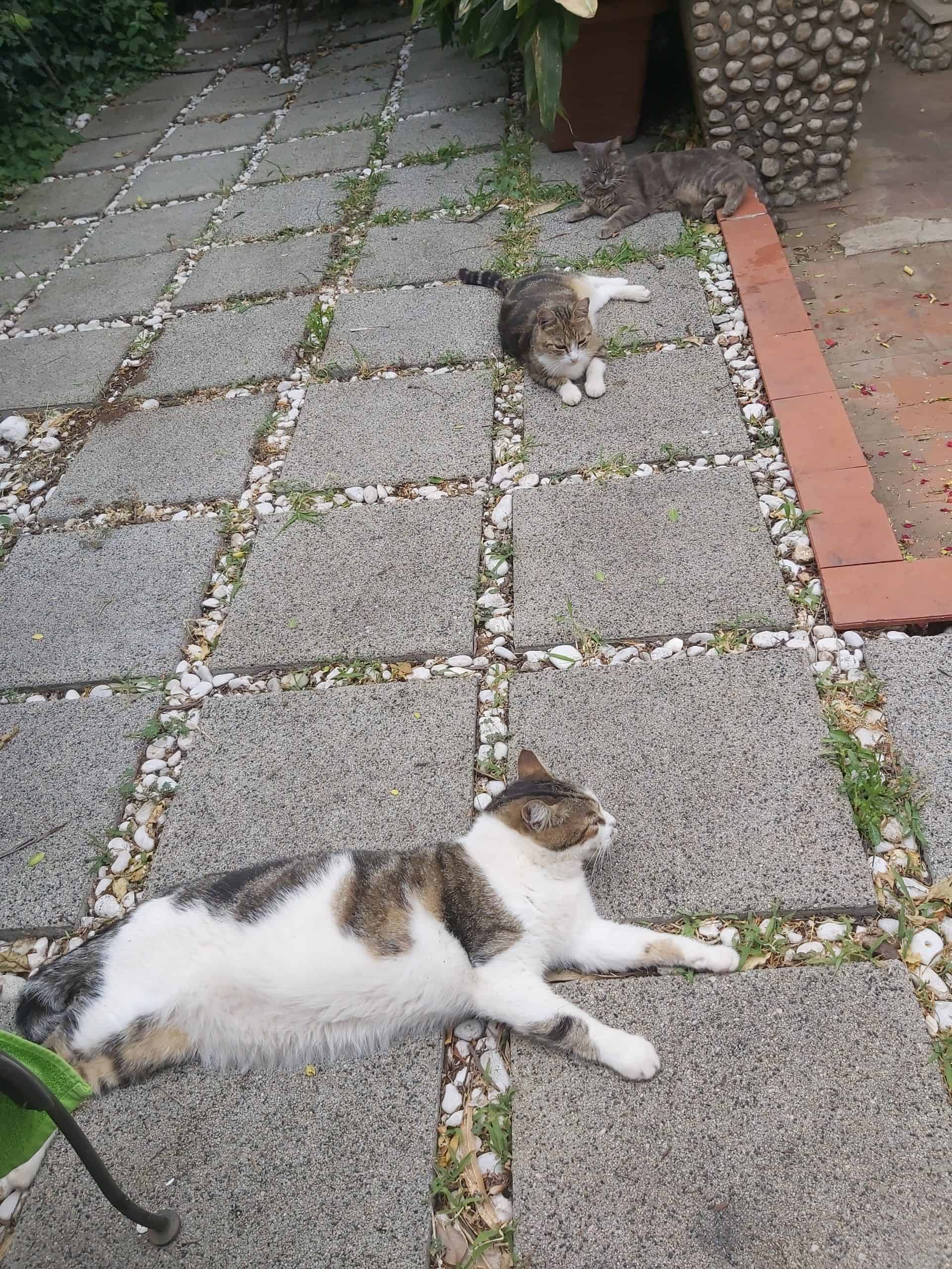 three cats laying on concrete tile