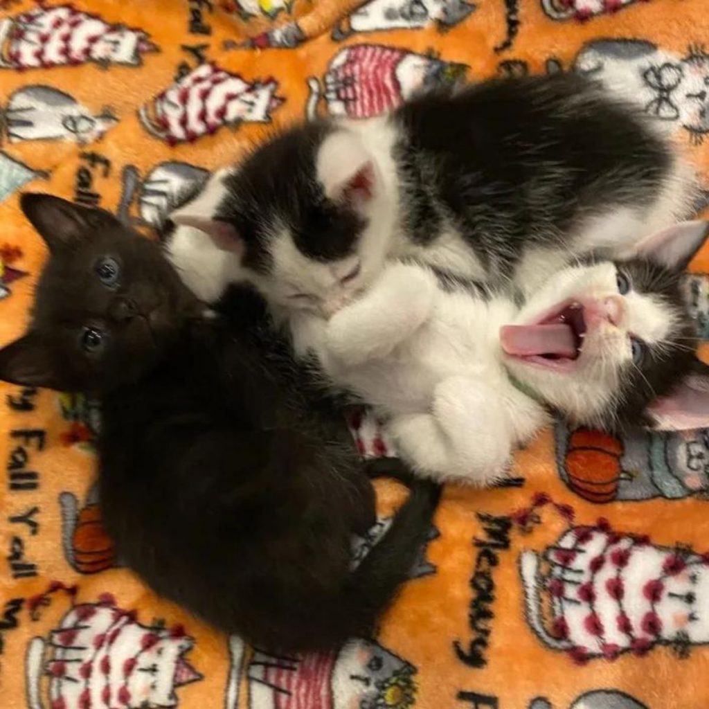 three cute kittens are playing