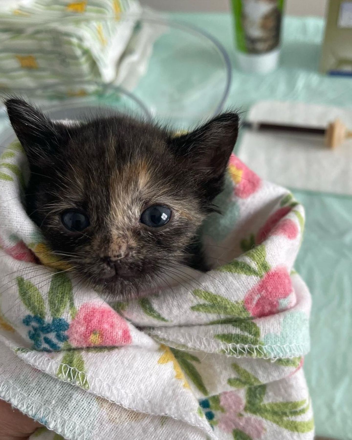 tiny kitten in a blanket