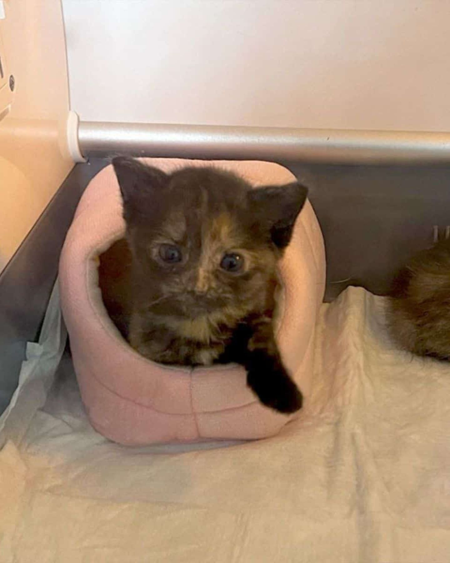 tiny kitten in a pink hamster bed