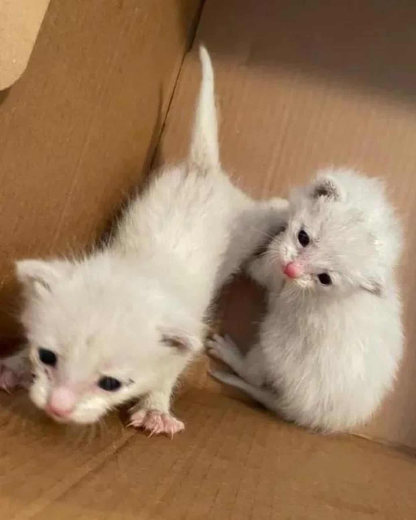 tiny kitten in the box