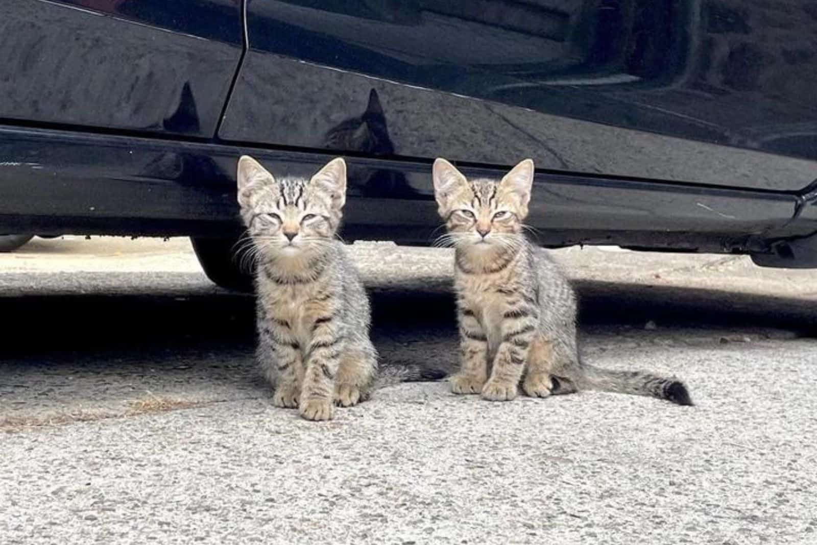 twin kittens are sitting on the street next to the car