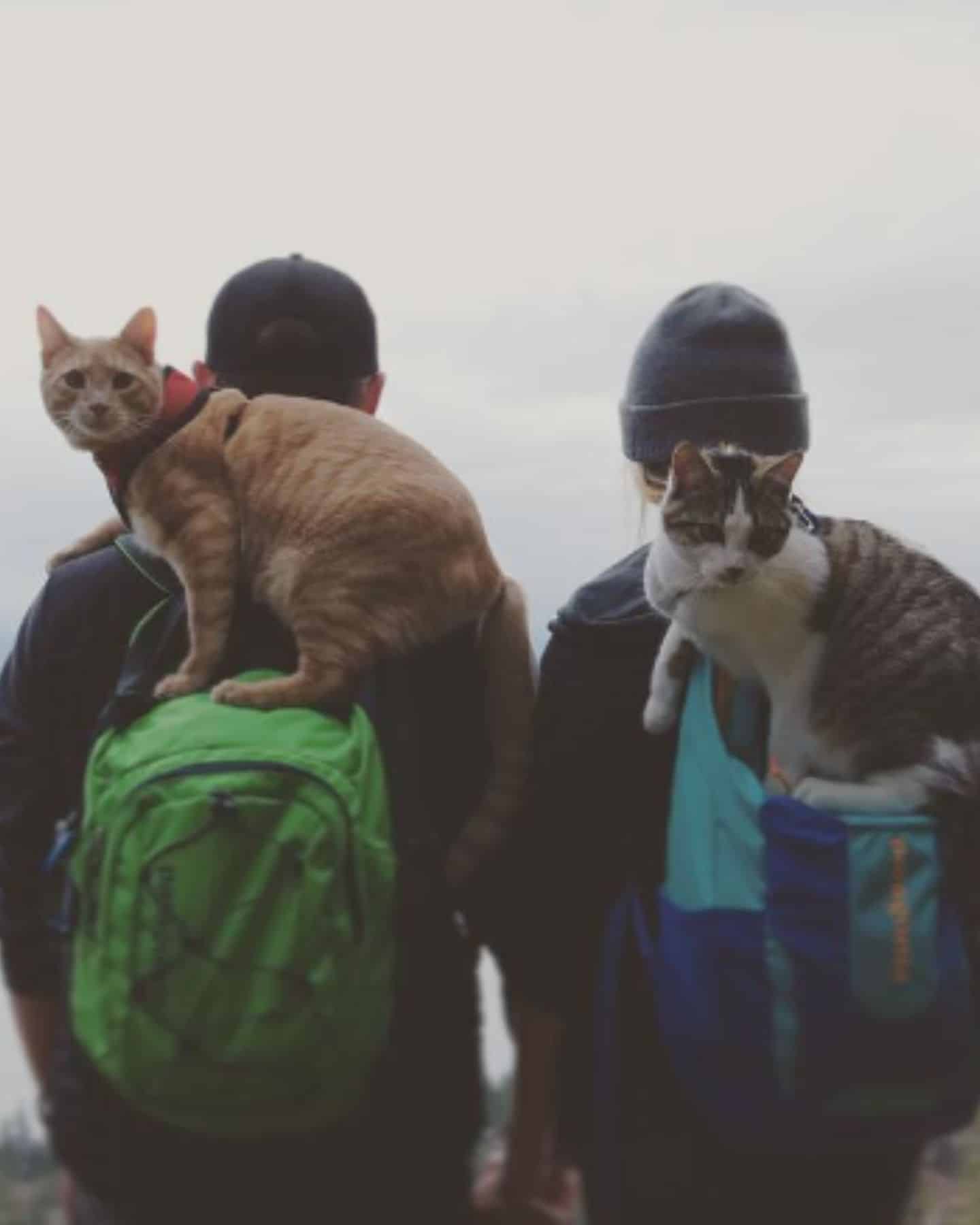 two cats and two owners