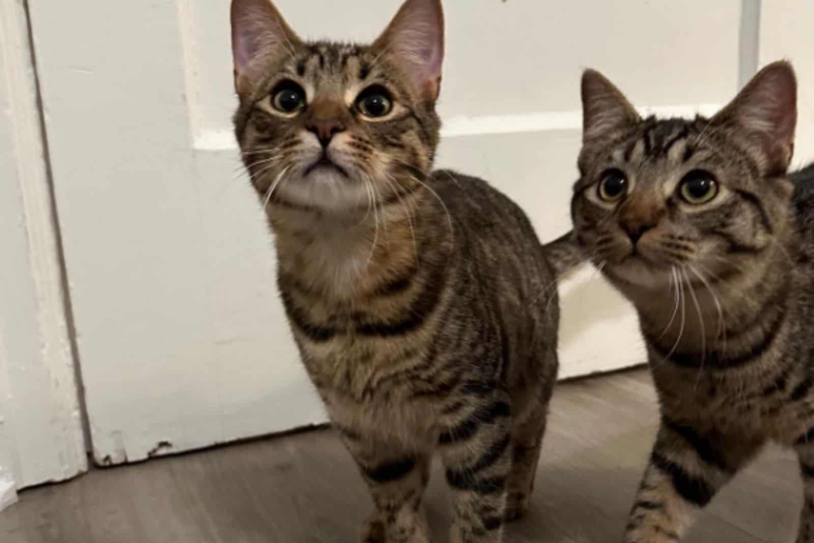 two cats are standing and looking at the camera