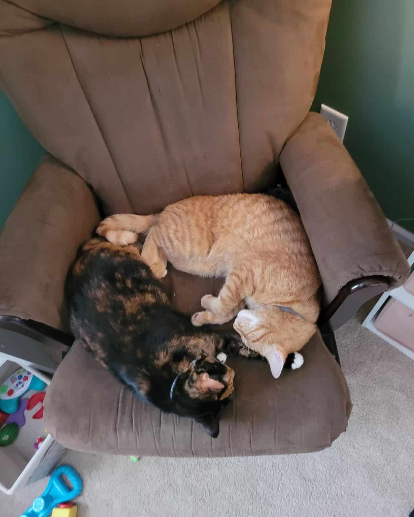 two cats lying on a chair