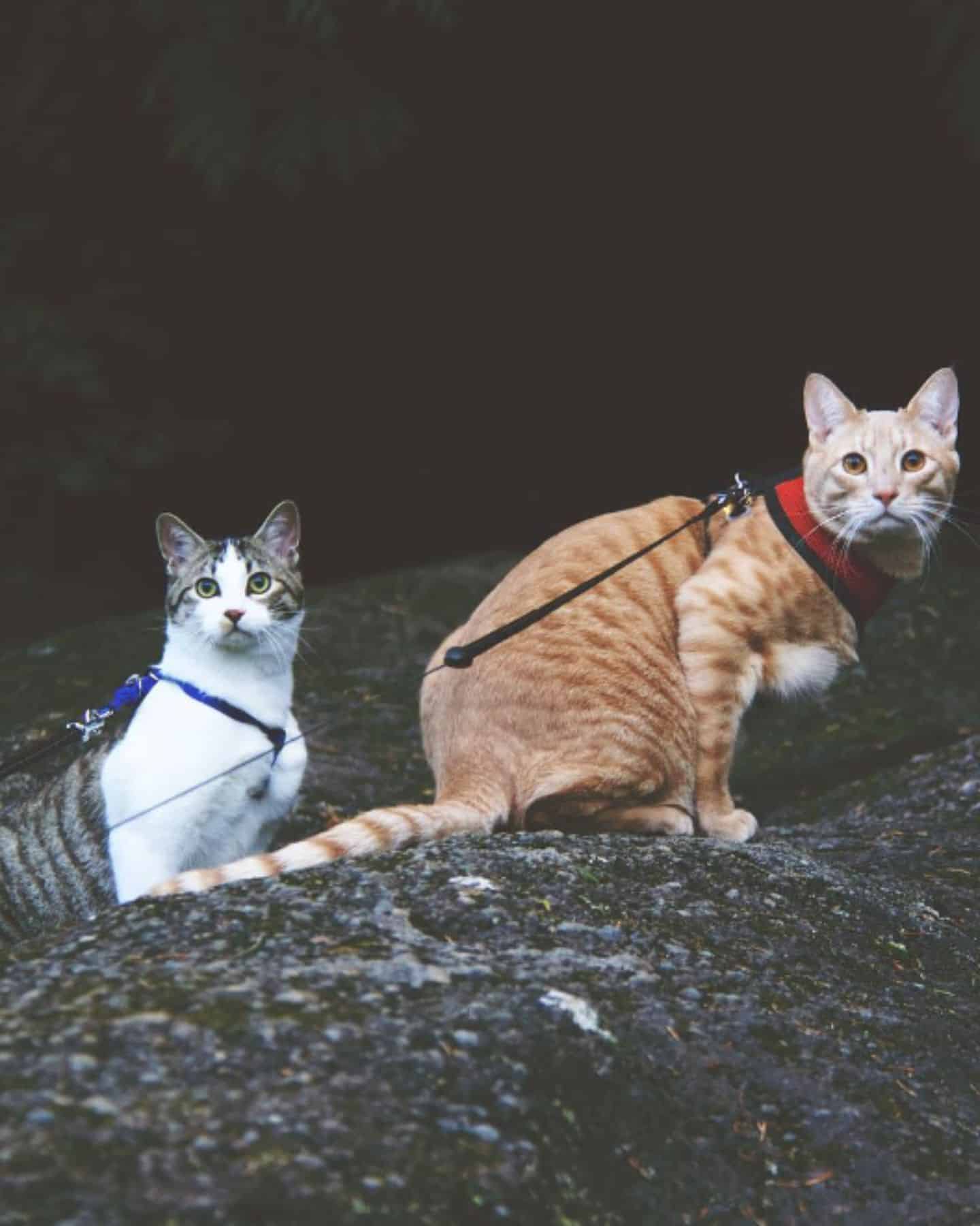 two cats on a leash
