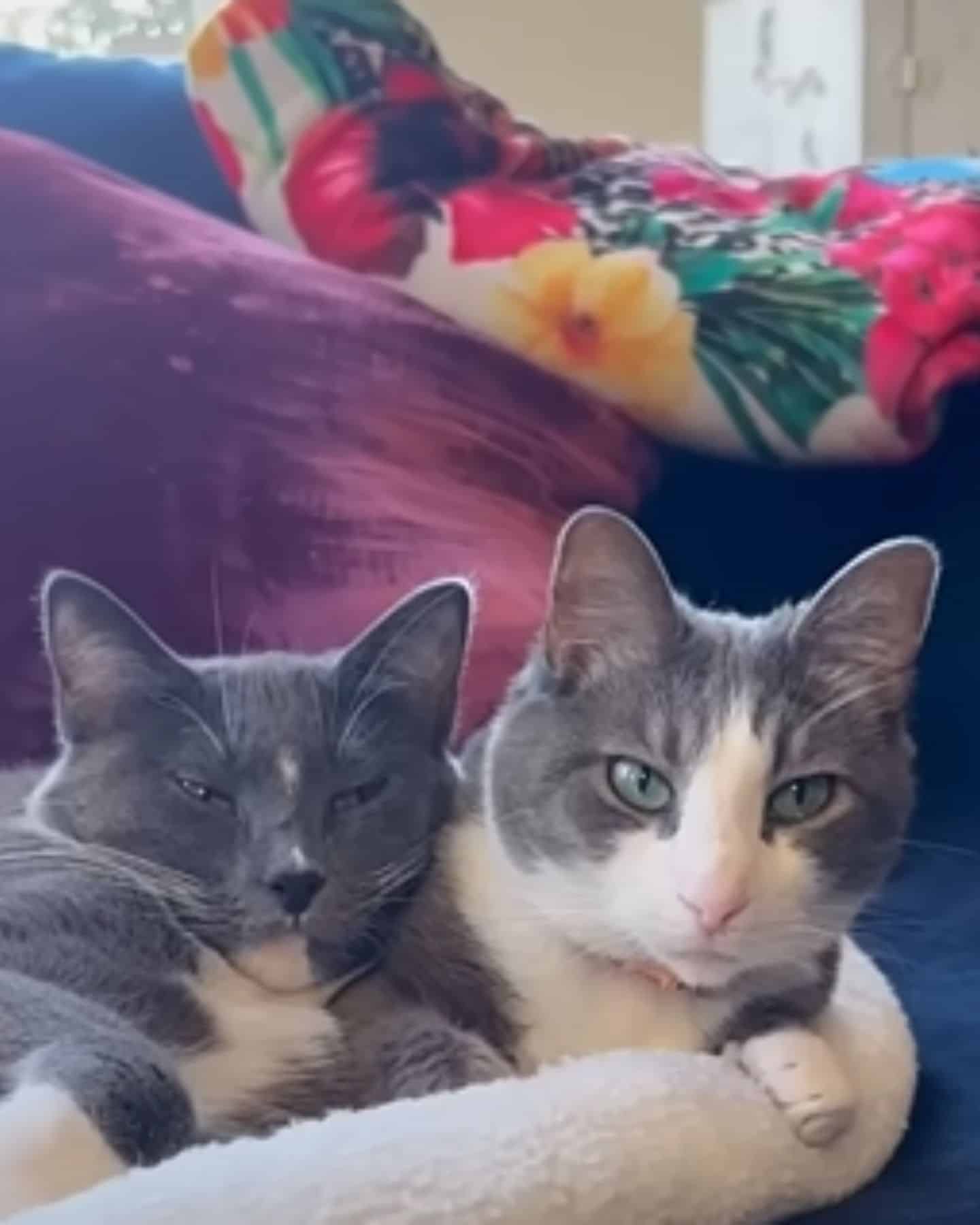 two cats on the couch
