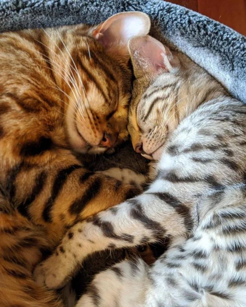 two cats resting their heads against each other