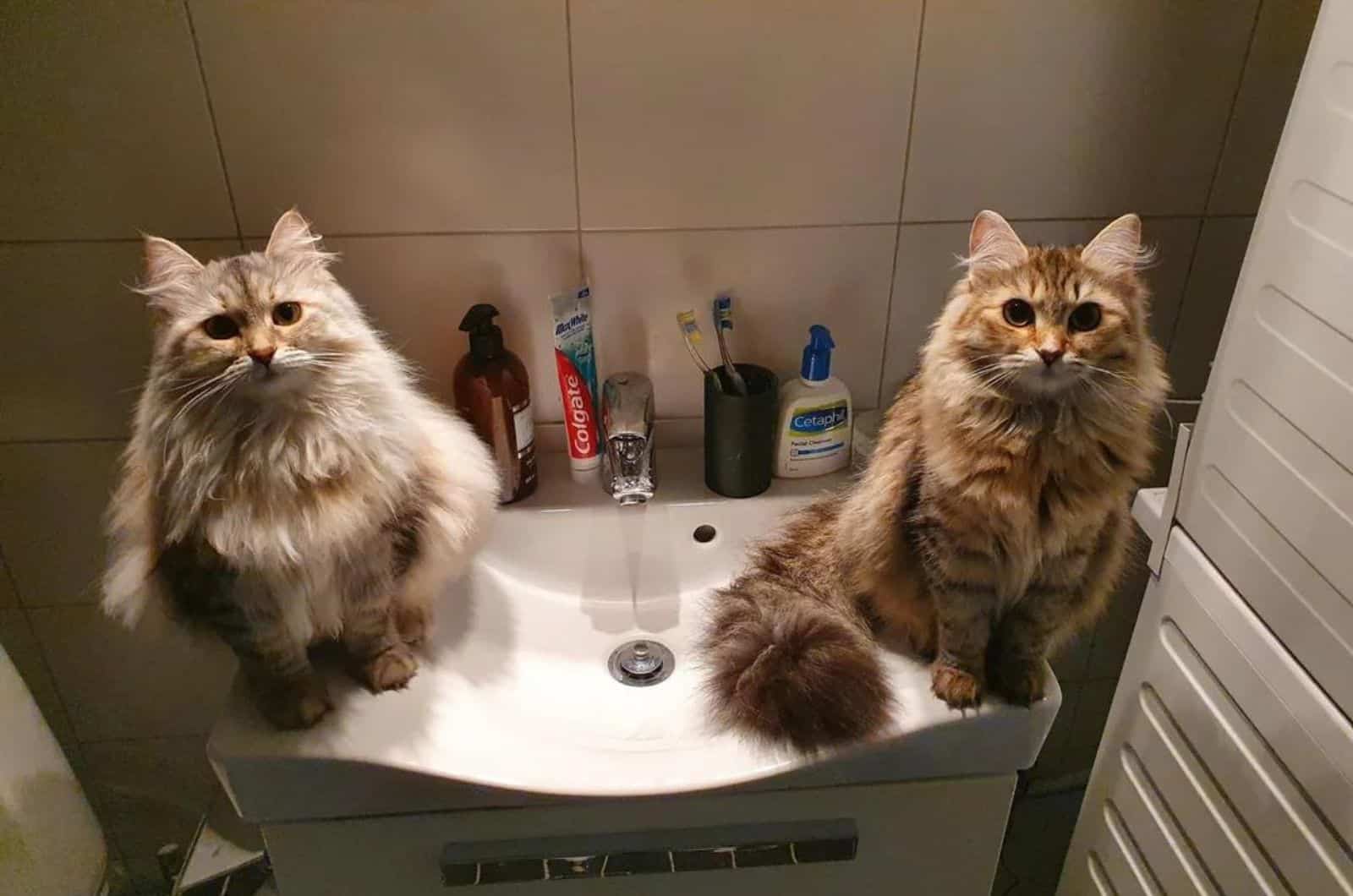 two cats sitting on the sink