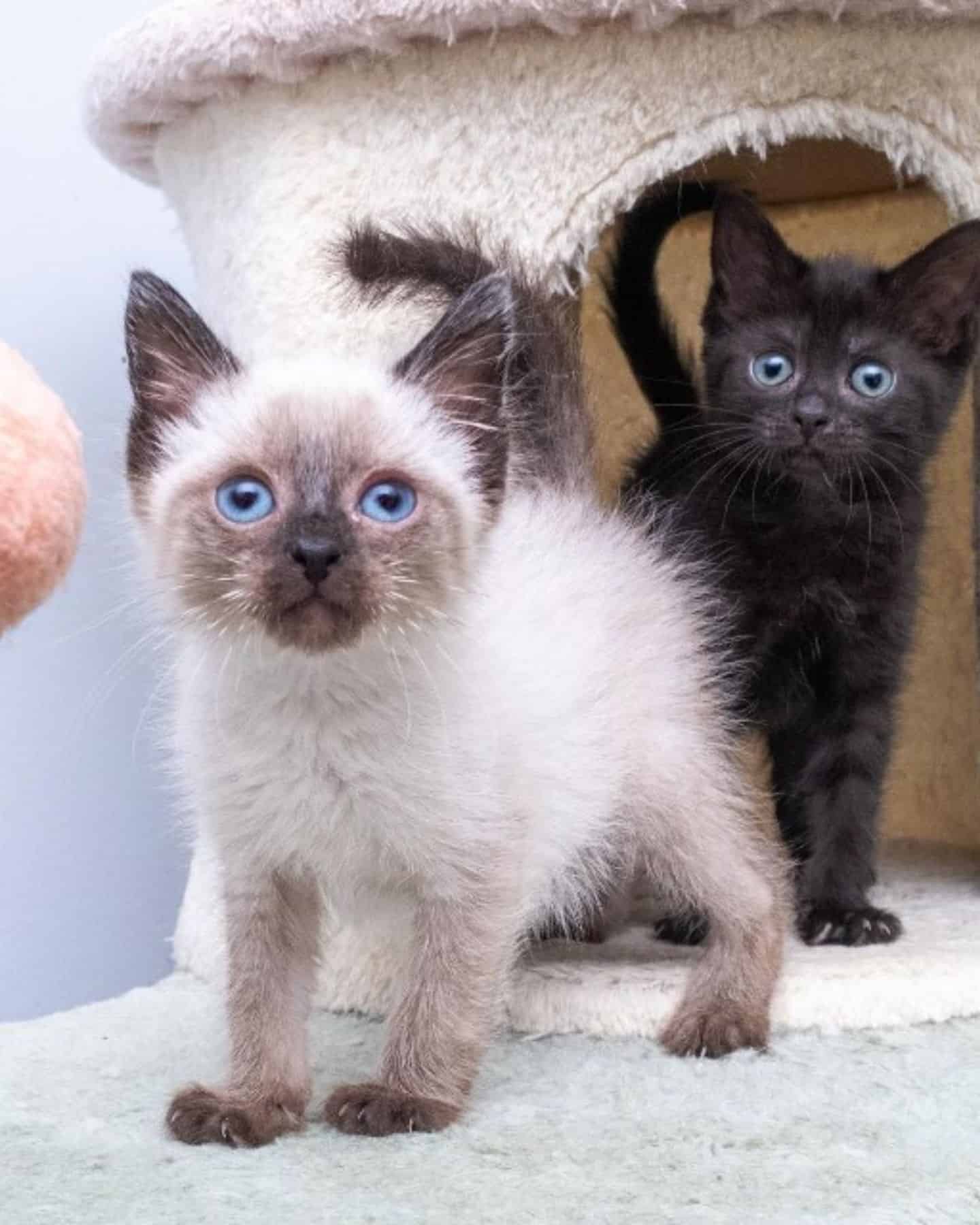 two cats with blue eyes