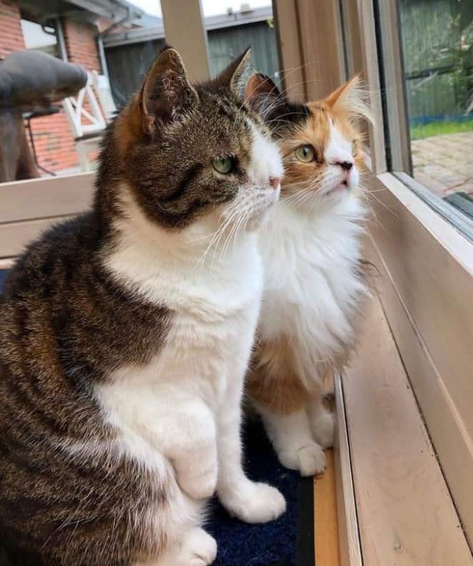 two cats with special needs are sitting by the window