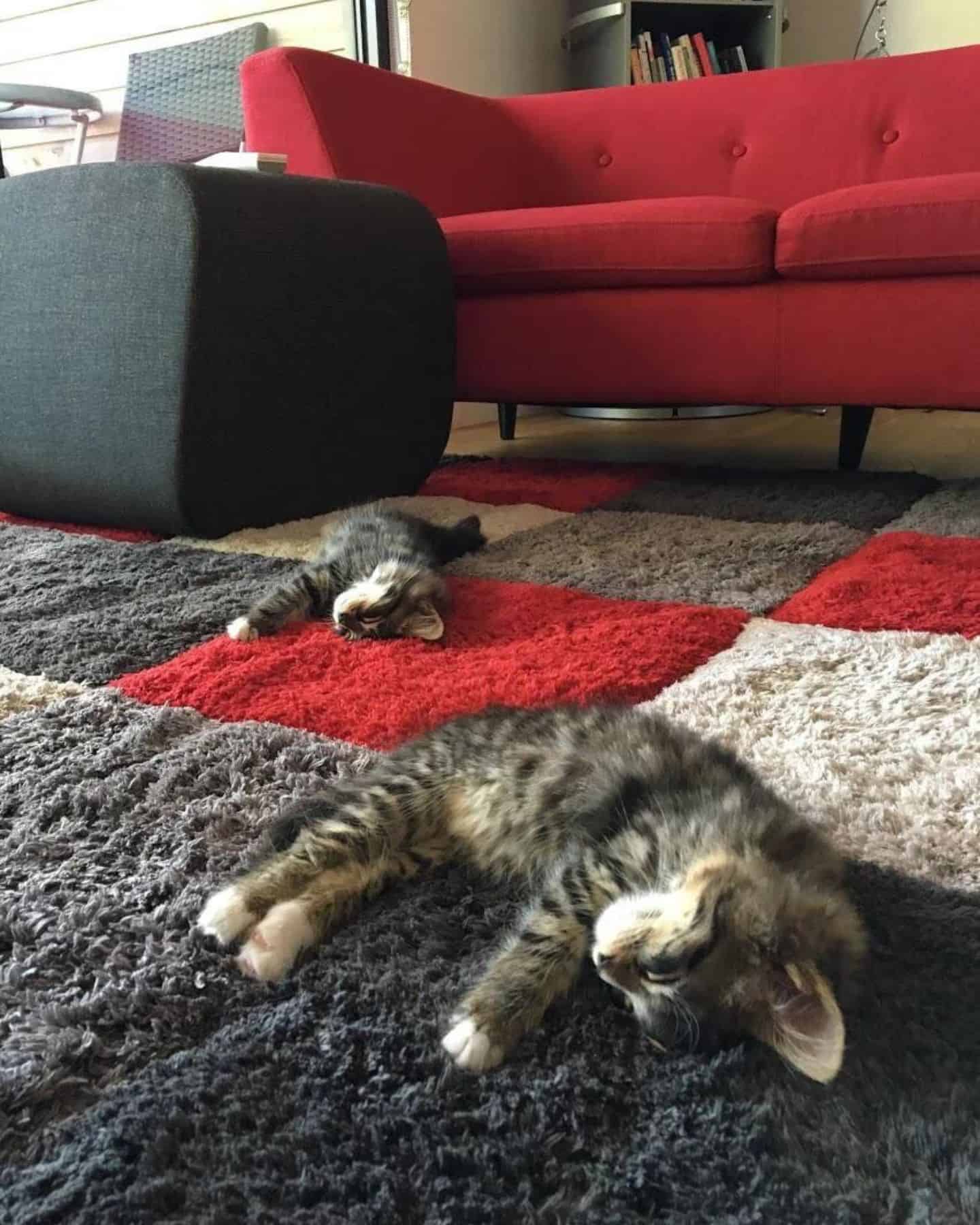 two cute kittens are sleeping on the carpet