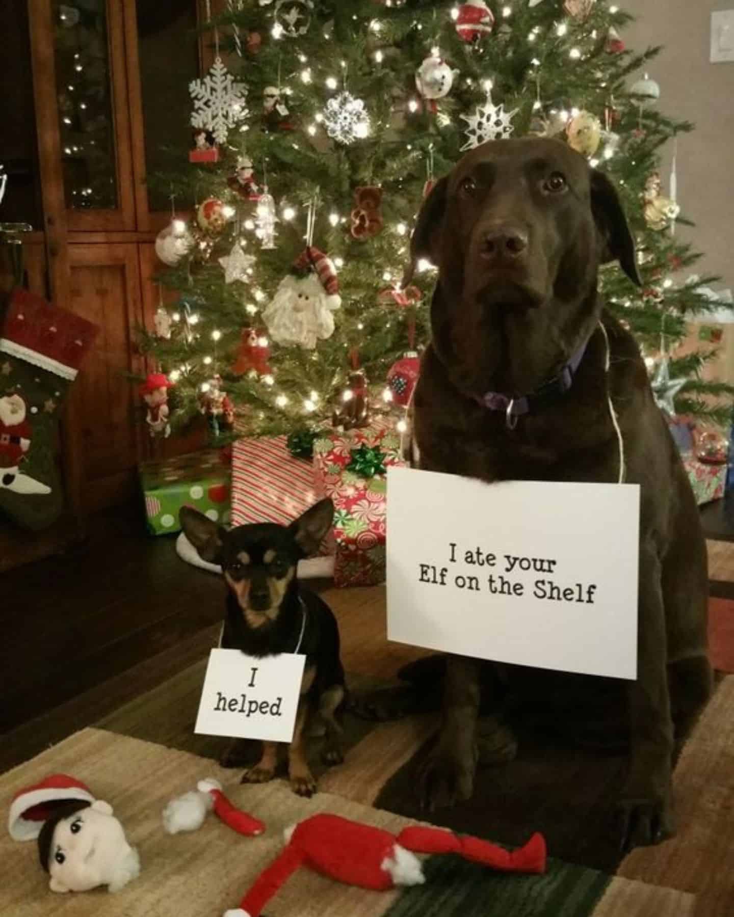 two dogs with signs sitting by christmas tree