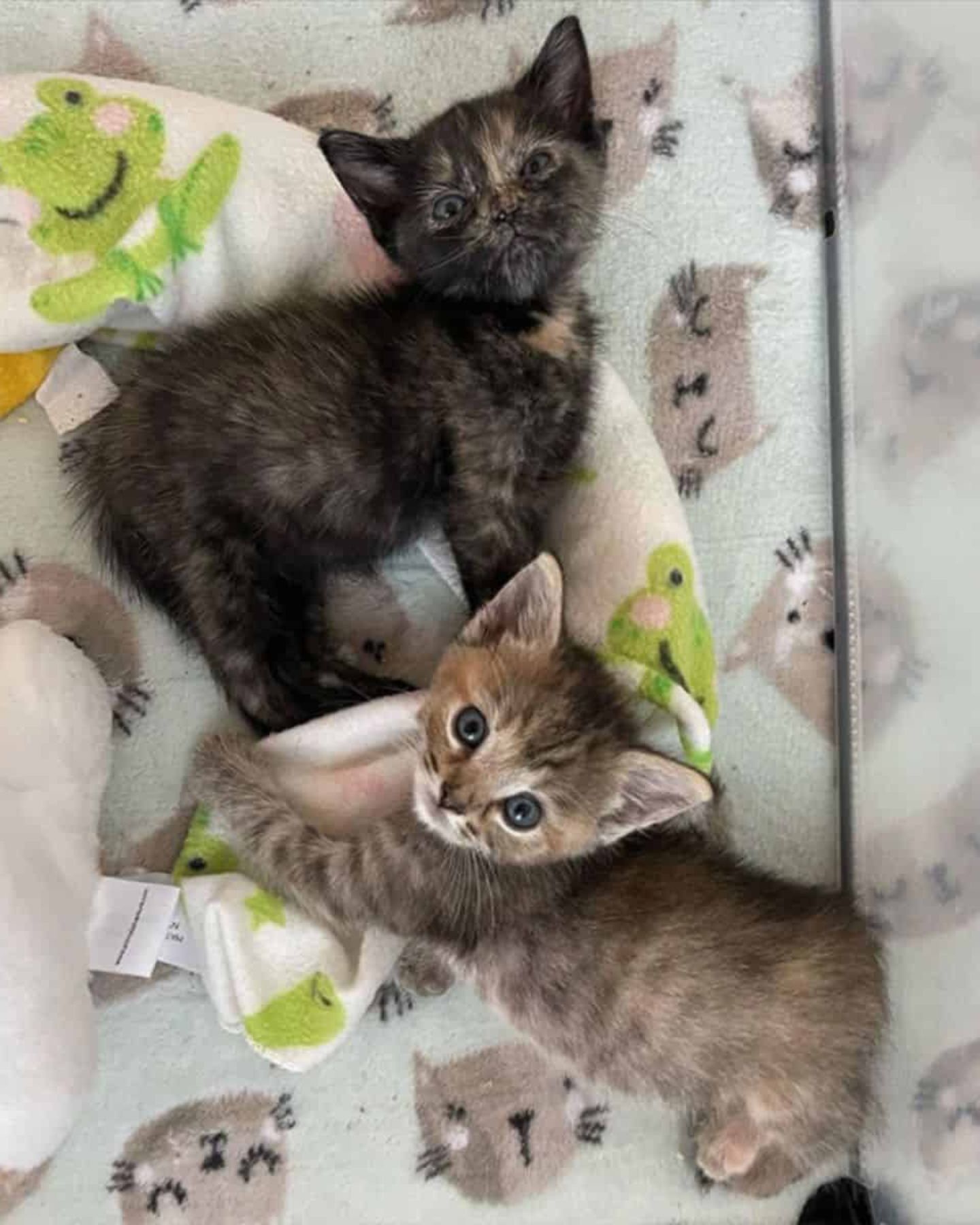 two kittens lying on the bed
