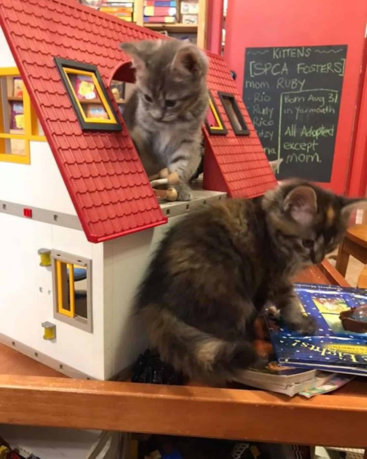 two kittens playing in bookstore
