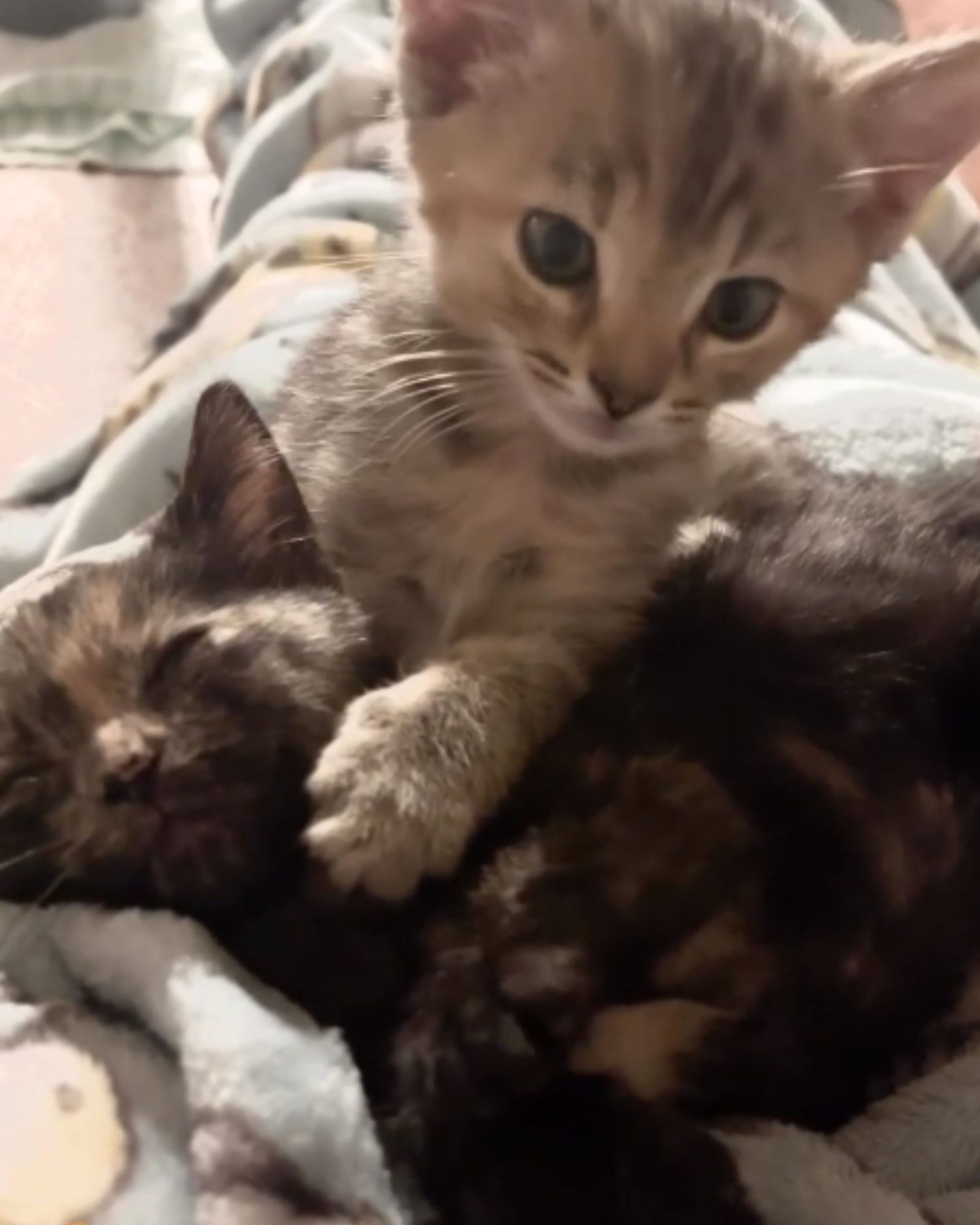 two kittens playing together