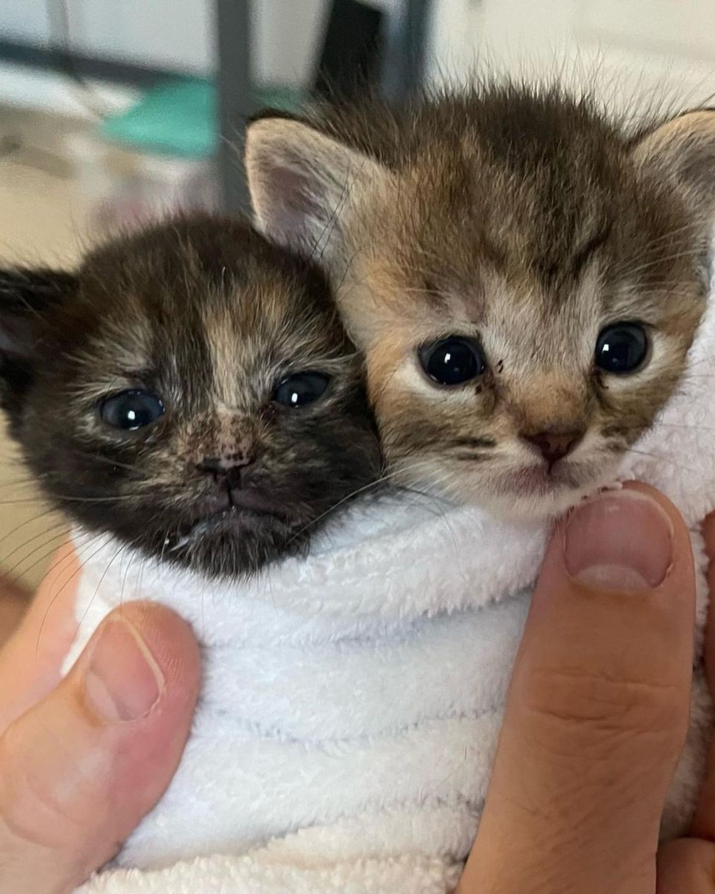 two tiny kittens wrapped in a blanket