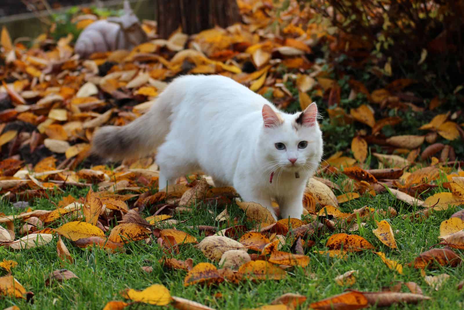 white cat in a fall