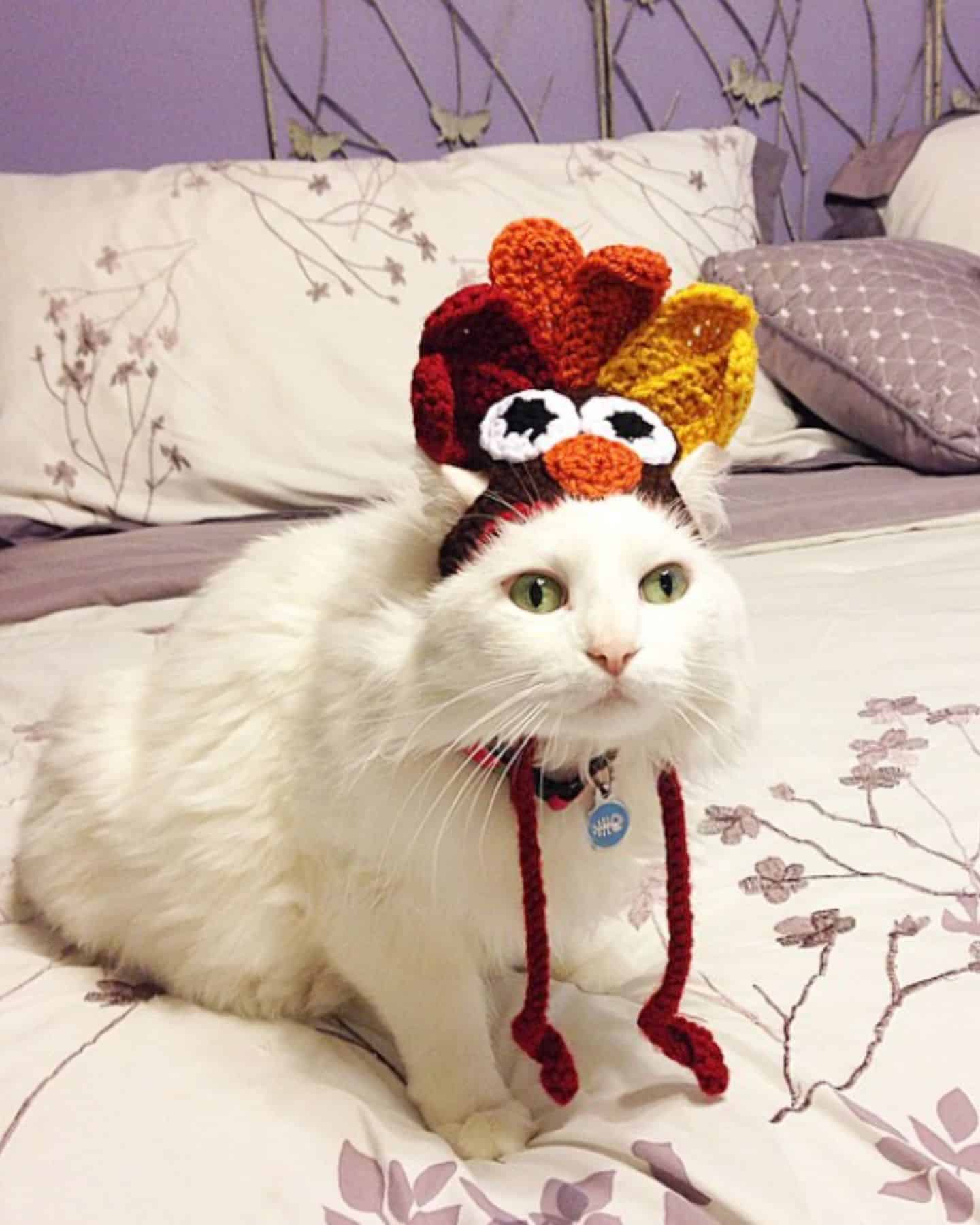 white cat with a knitted cap