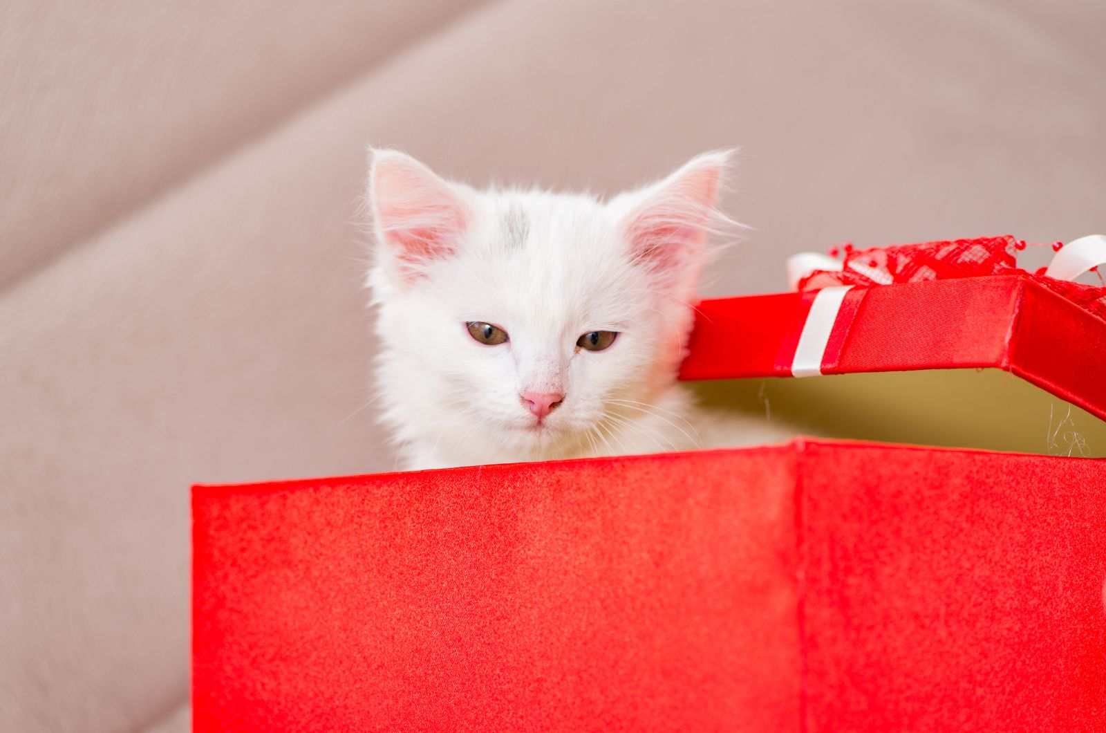 white christmas cat