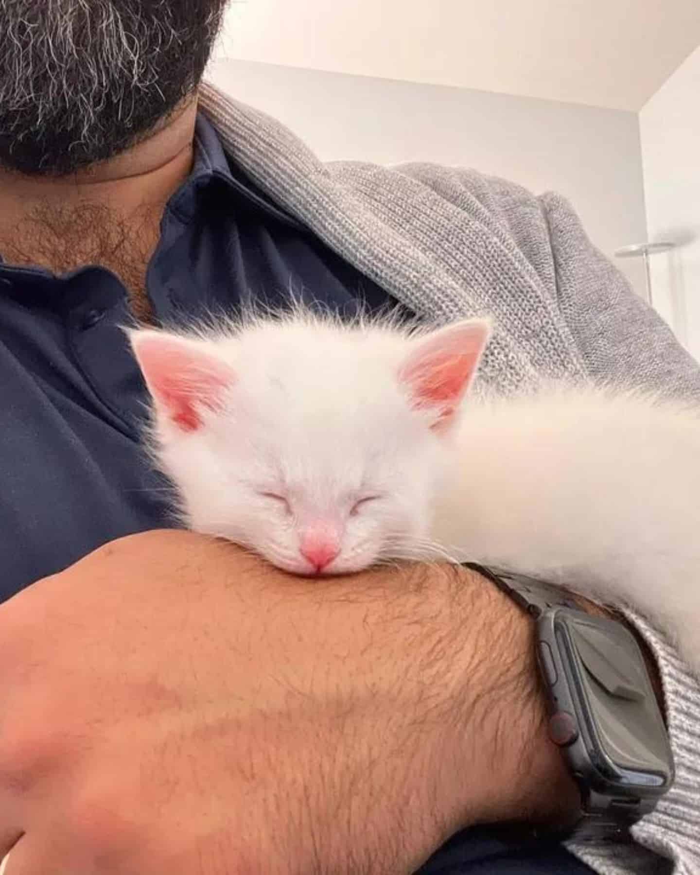 white kitten sleeps on the mans hand