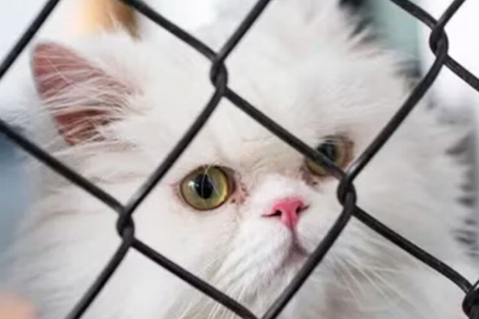 white persian cat behind the fence