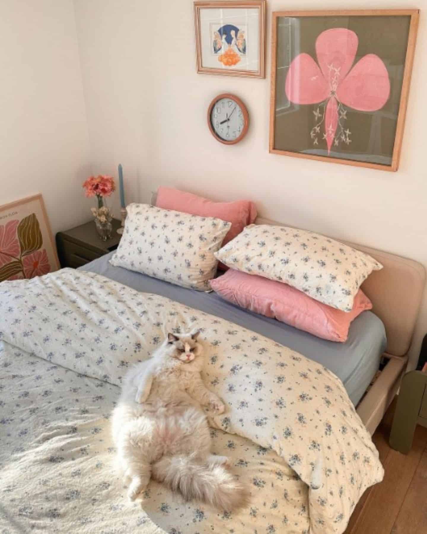 white ragdoll cat laying on a bed